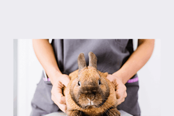 CPD - Exotics Mini Bundle