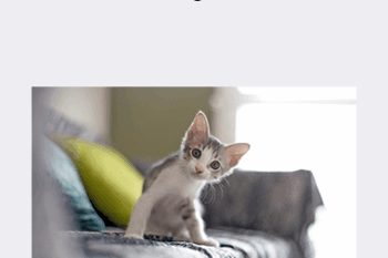 CPD - Feline Mega Bundle