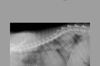 CPD - MS084 – Feline Cardiology Mini-Series