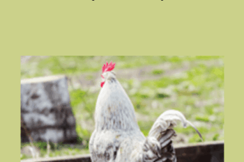 CPD - MS144 – Backyard Poultry Mini-Series
