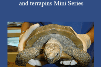 CPD - MS165 Tortoises