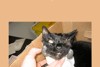 CPD - MS169 Feline Orthopaedics Mini Series