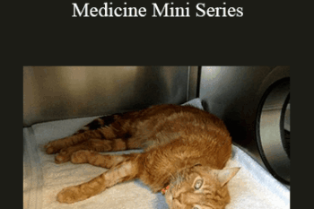 CPD - MS172 Feline Geriatric Medicine Mini Series
