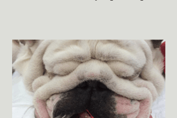 CPD - MS196 – The Brachycephalic patient