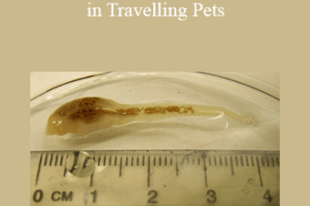 CPD - MS212 – Parasite Prevention in Travelling Pets