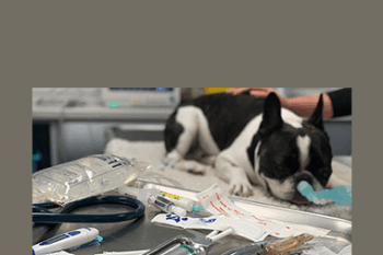 CPD - MS226 – GP Refresh- Anaesthesia