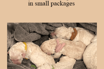 CPD - MS227 – Good things come in small packages; approach to neonatal and paediatric emergencies