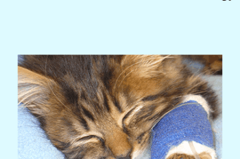 CPD - MS233 – GP Refresh- Feline Urology