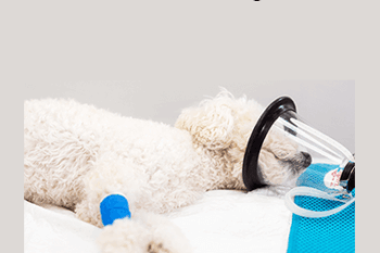 CPD - Nurses Anaesthesia Mega Bundle