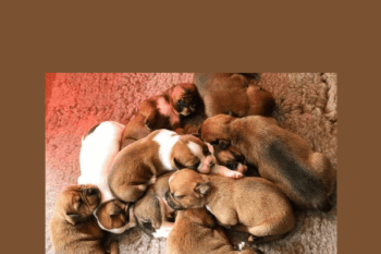 The Puppy Lab  -  Nando