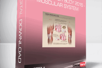 Rebuild Your Body 2016 – Muscular System