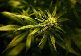 Tony Utster – Weed, Water, Repeat 1